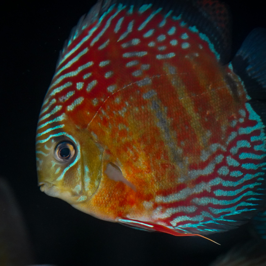 Semi Royal Inanú  10