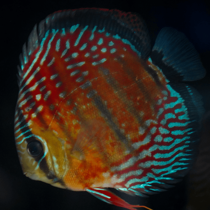 Semi Royal Inanú  7