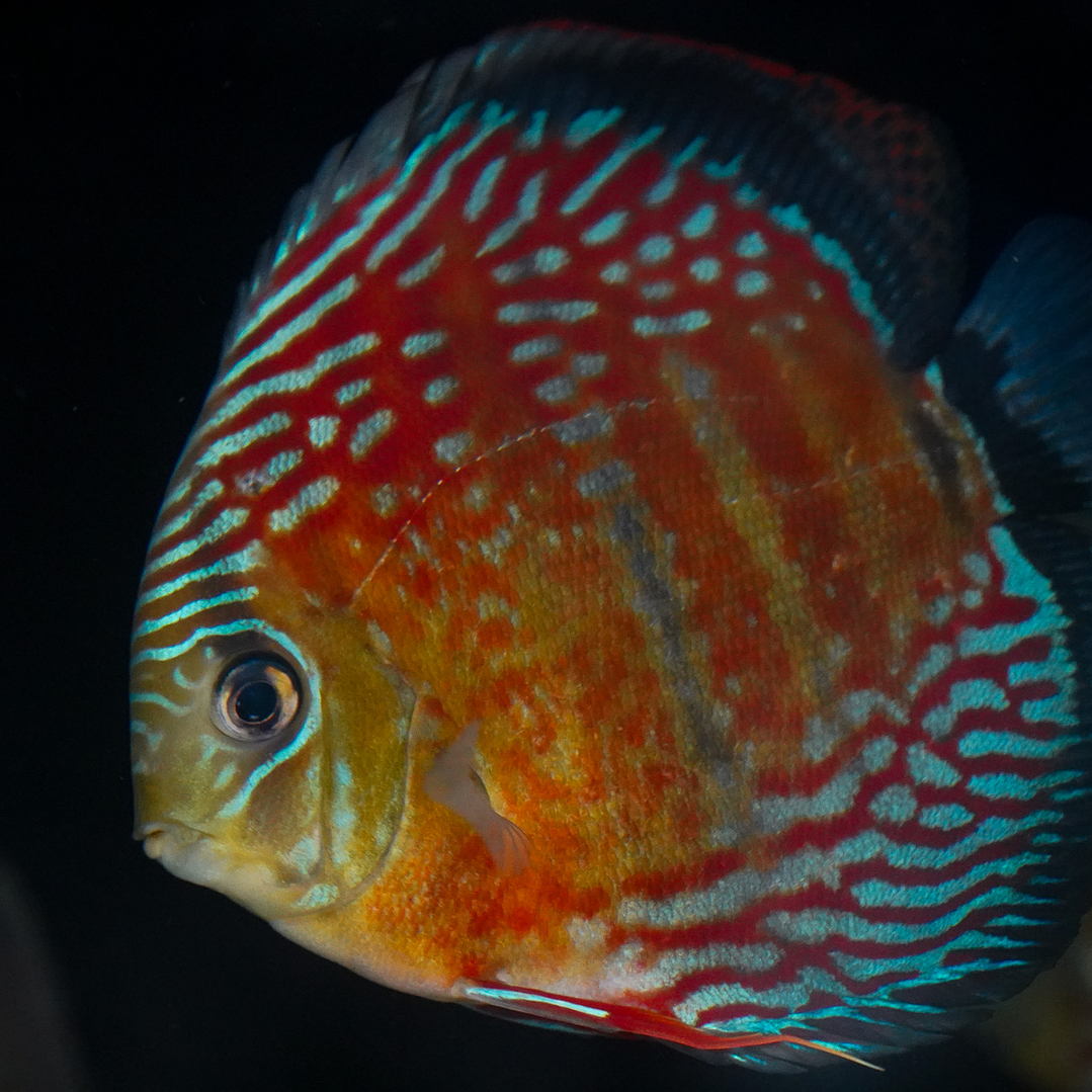 Semi Royal Inanú  9