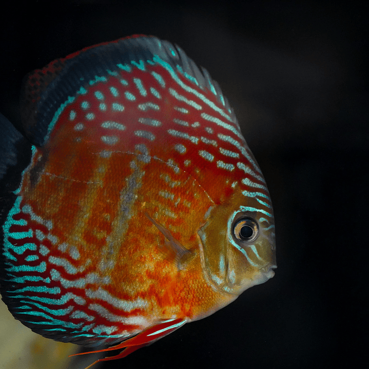 Semi Royal Inanú  4