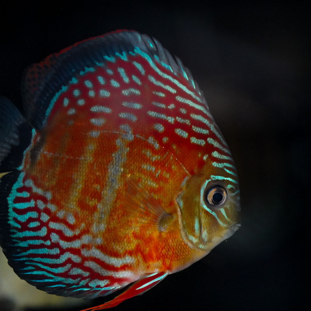 Semi Royal Inanú  2