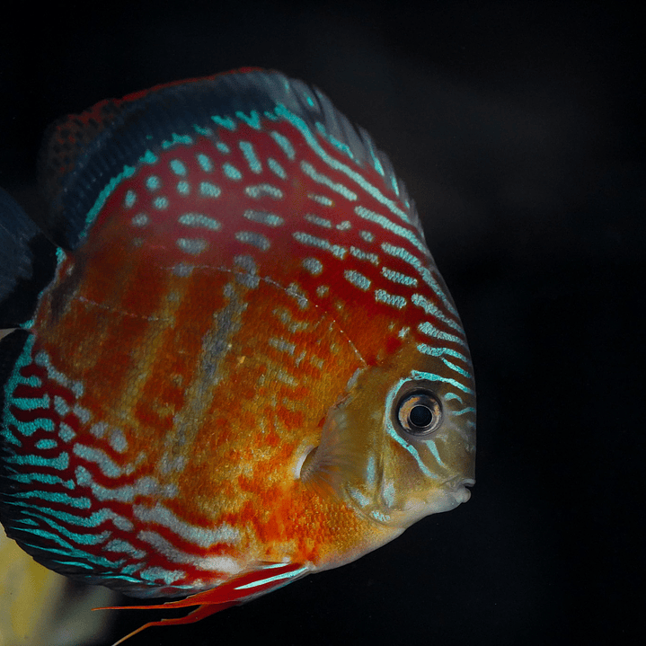 Semi Royal Inanú  8