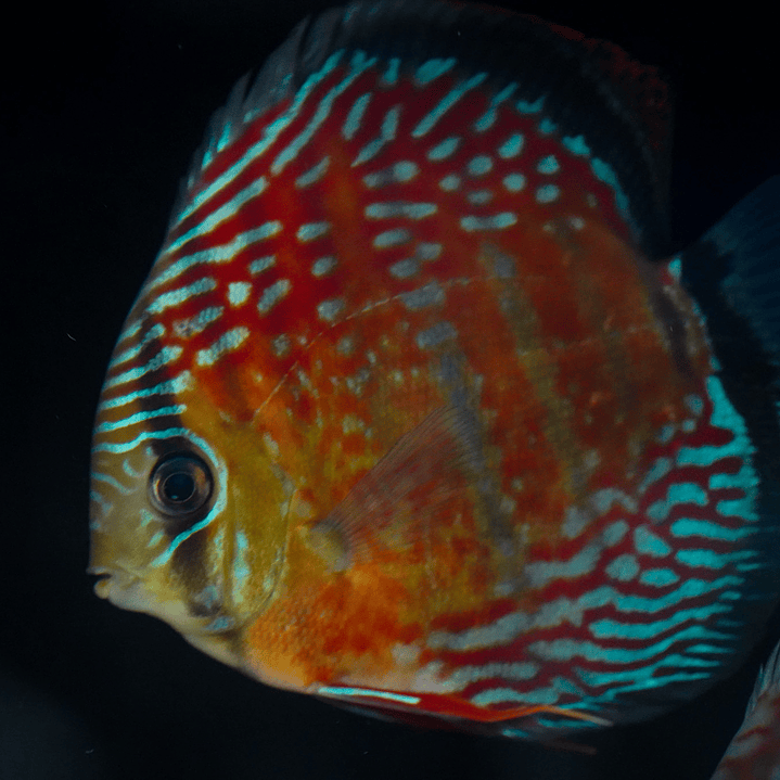 Semi Royal Inanú  15