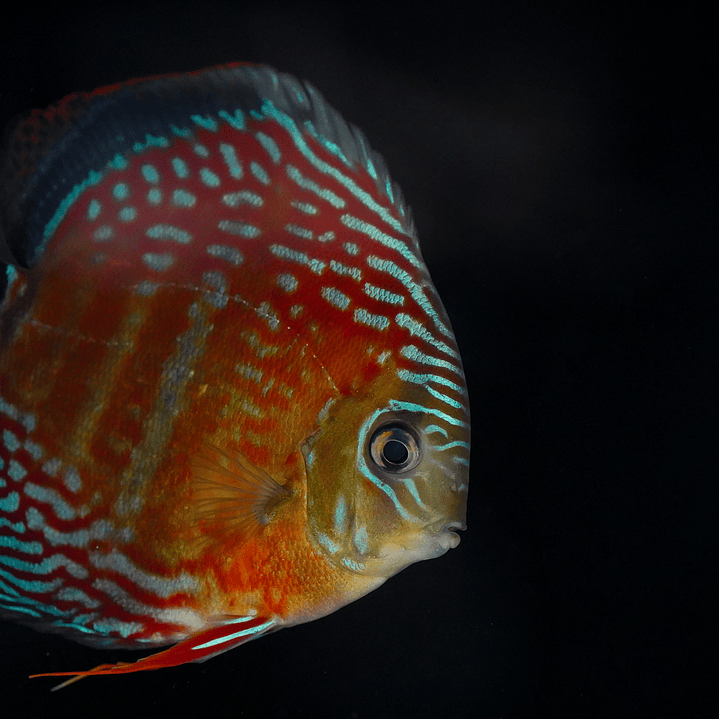 Semi Royal Inanú  6