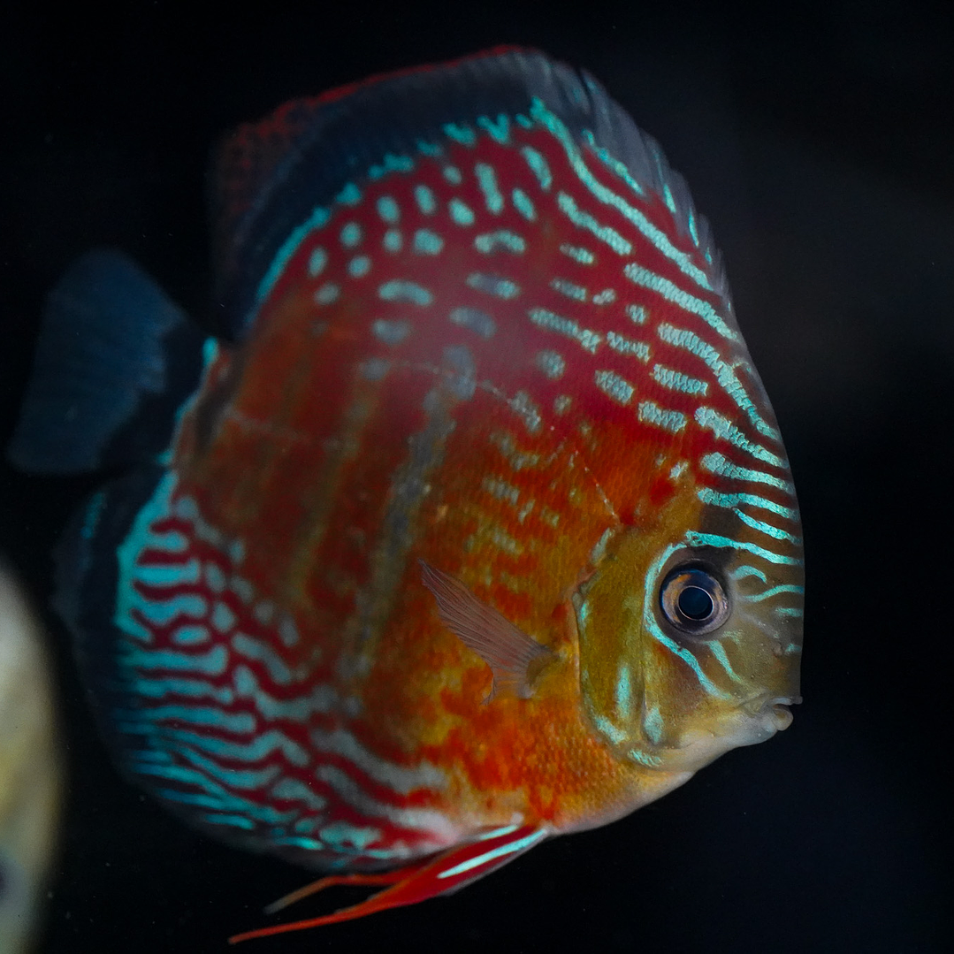 Semi Royal Inanú  11