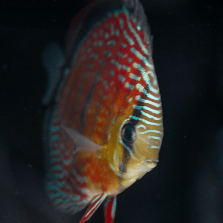 Semi Royal Inanú  14