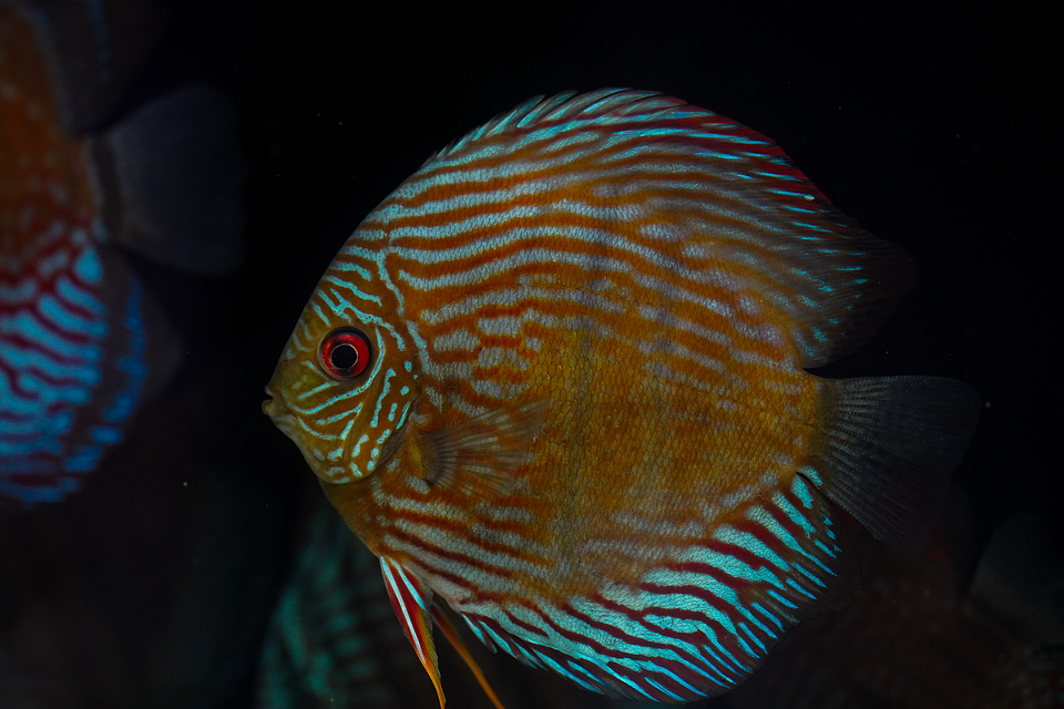 Especial Royal Golden 6