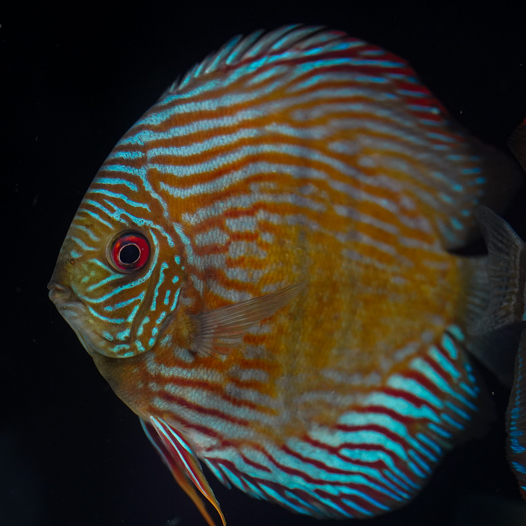 Royal Golden Special 9