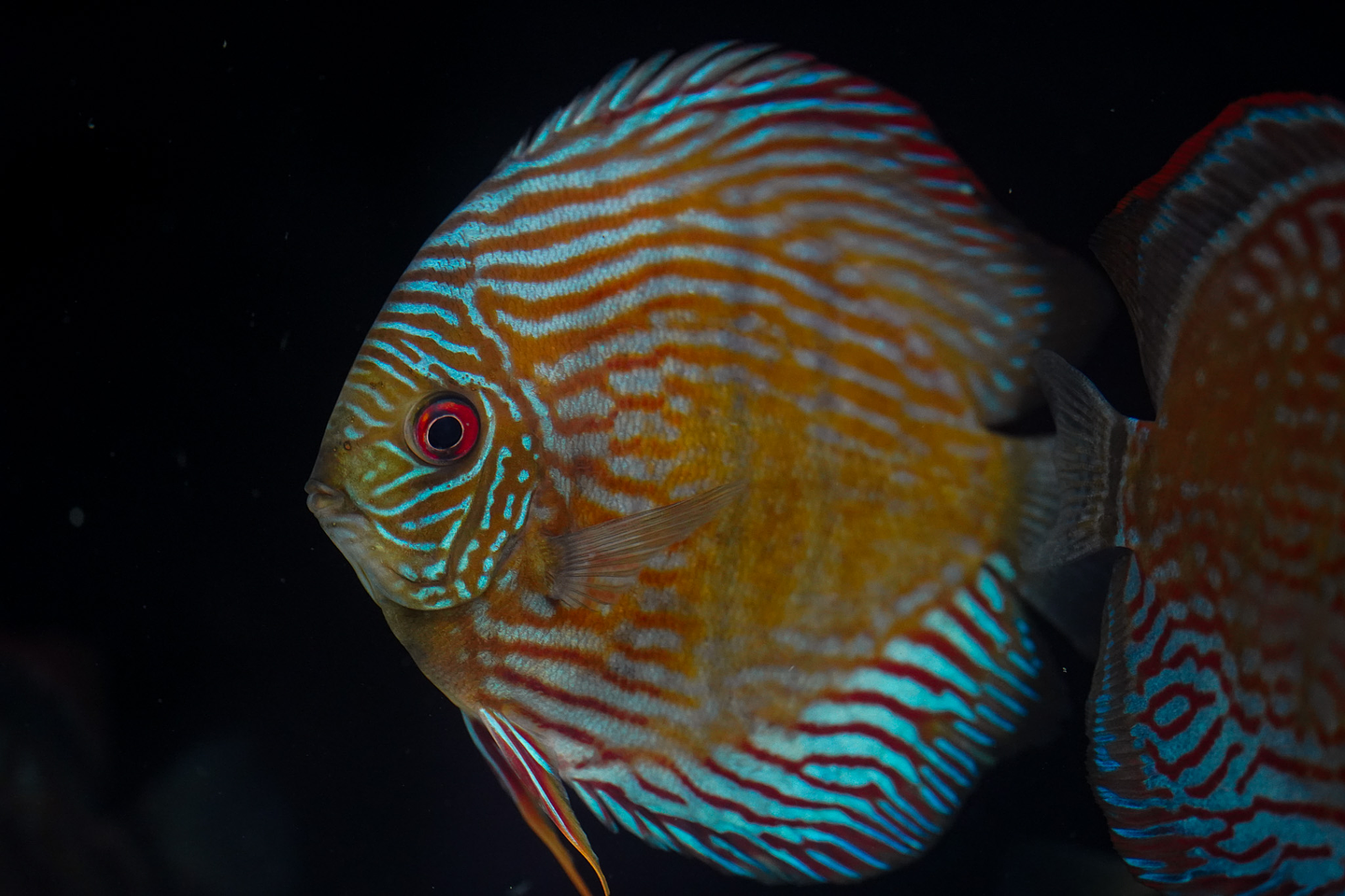 Especial Royal Golden 9