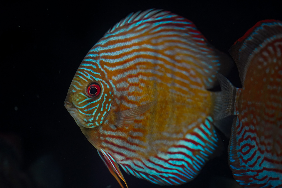 Especial Royal Golden 9