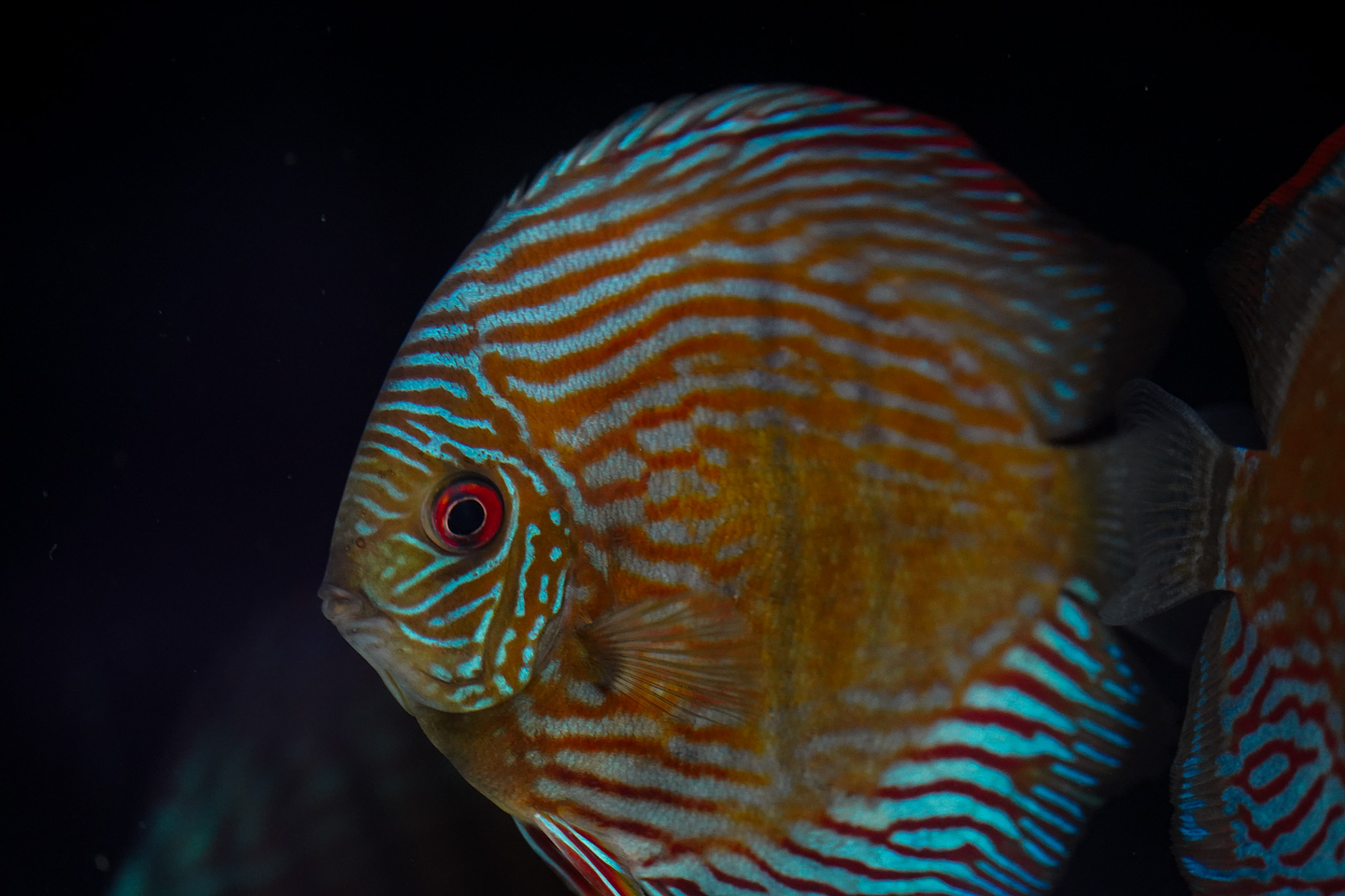 Especial Royal Golden 4