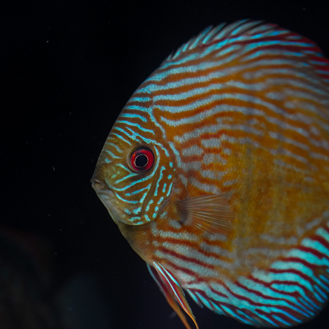 Royal Golden Special 10