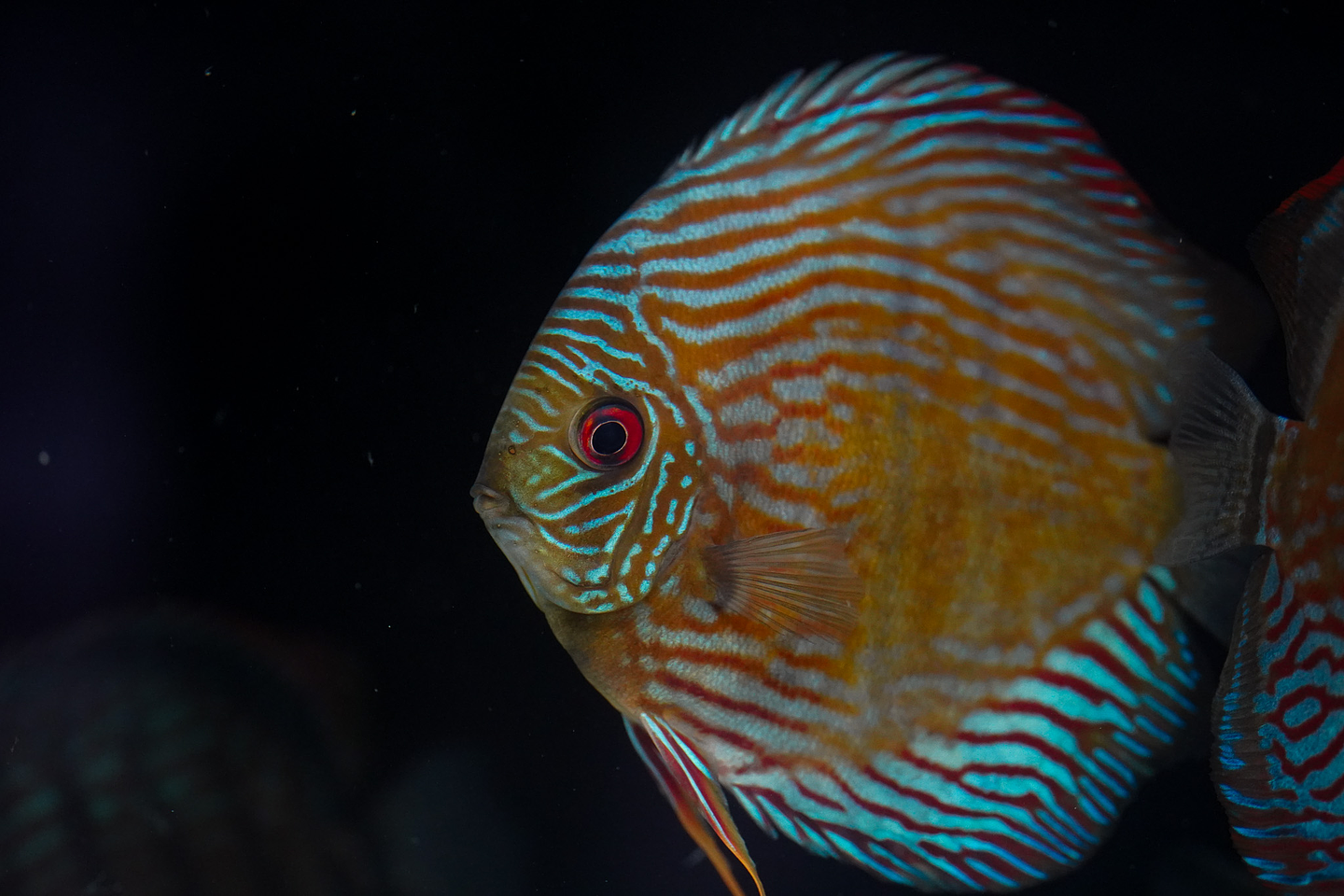 Especial Royal Golden 10