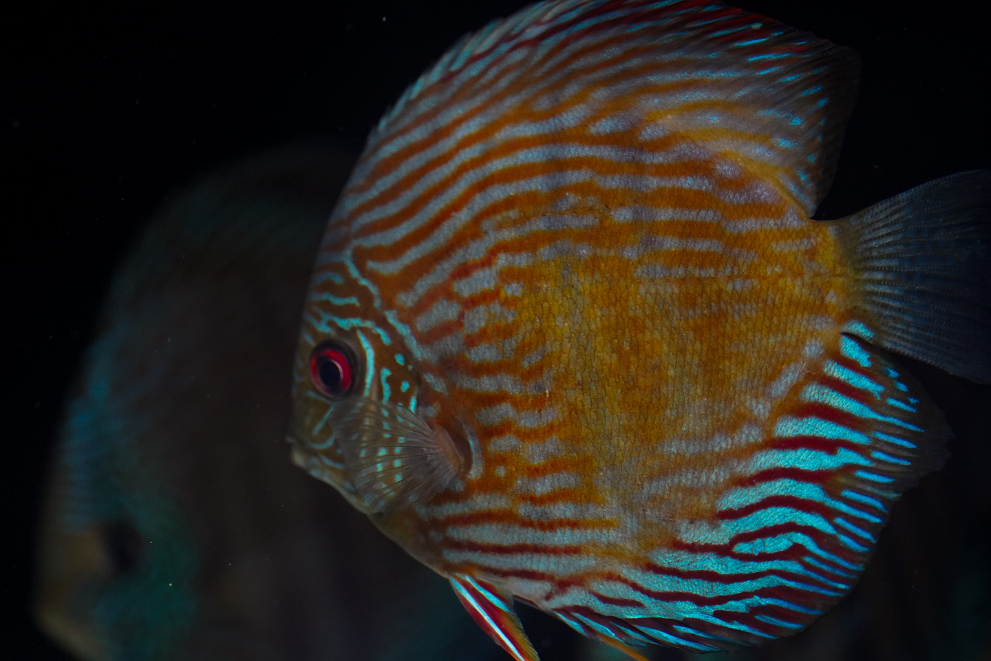 Especial Royal Golden 11