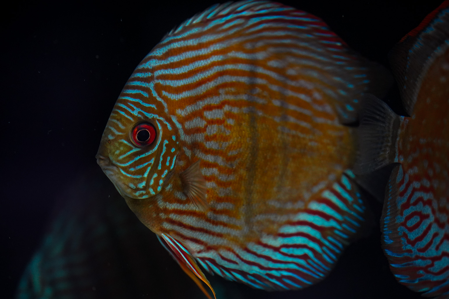 Especial Royal Golden 2