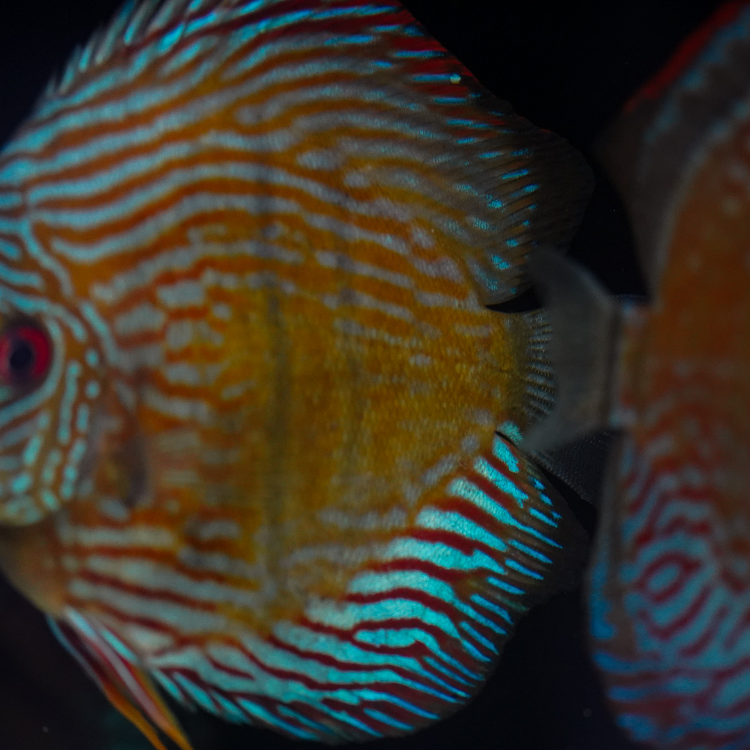 Royal Golden Special 7