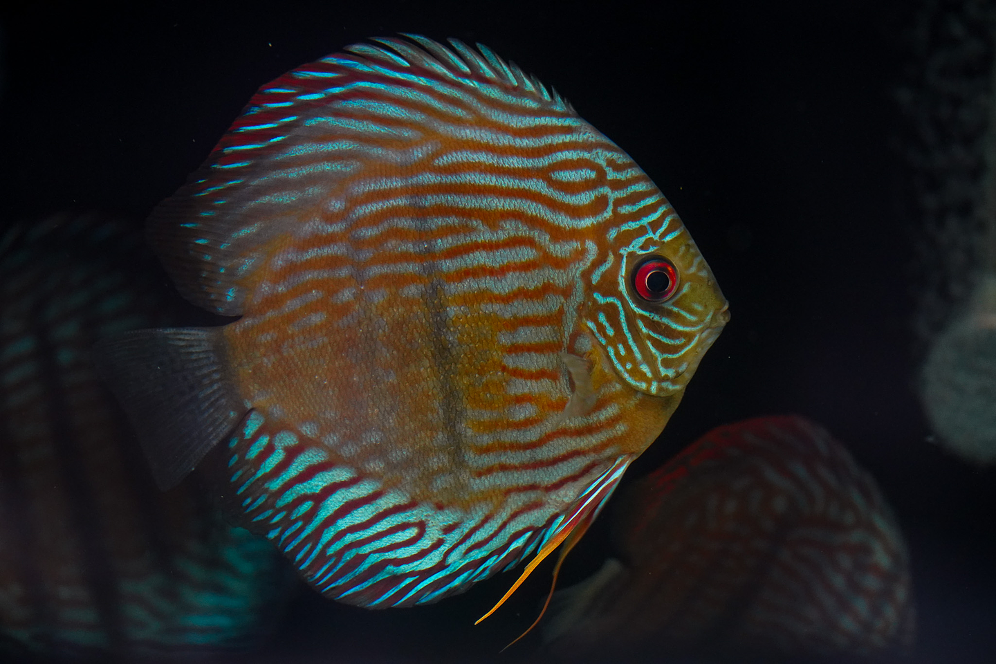 Especial Royal Golden 5