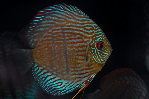 Especial Royal Golden