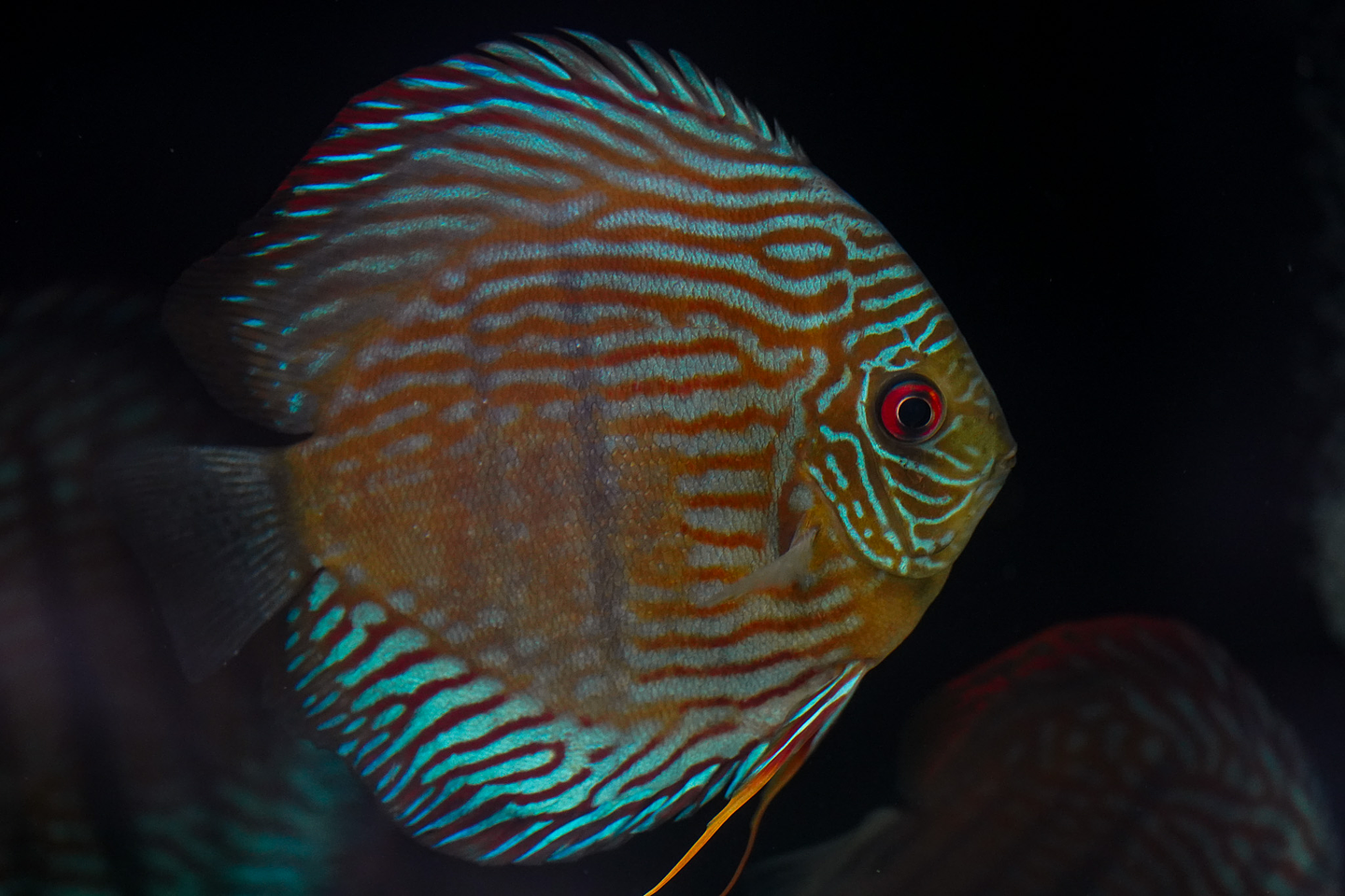 Especial Royal Golden 1