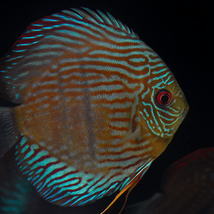 Royal Golden Special 1