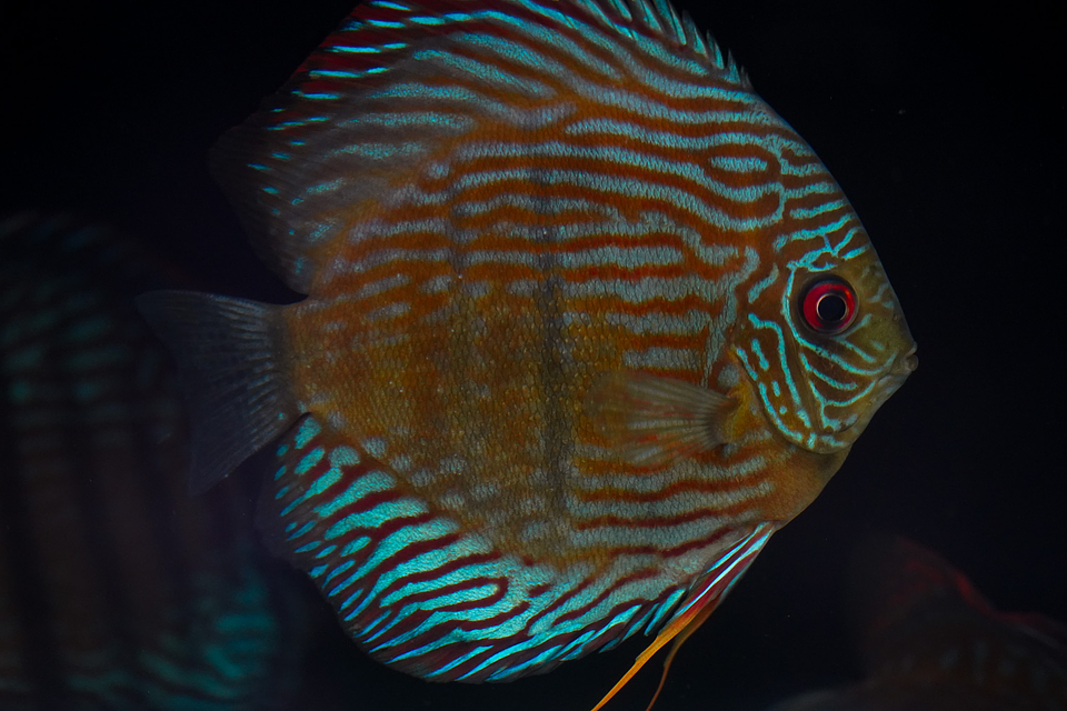 Especial Royal Golden 12