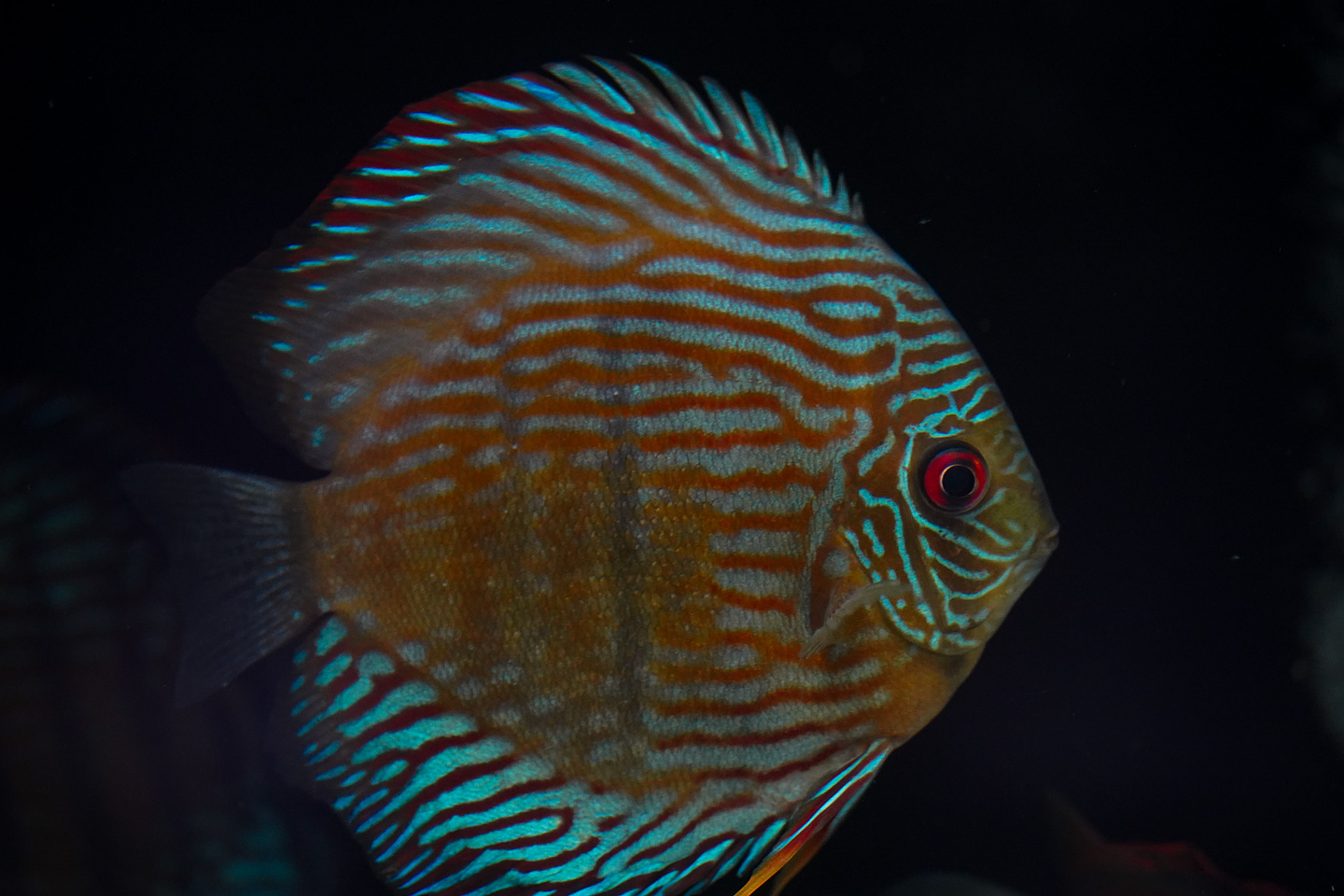 Especial Royal Golden 8