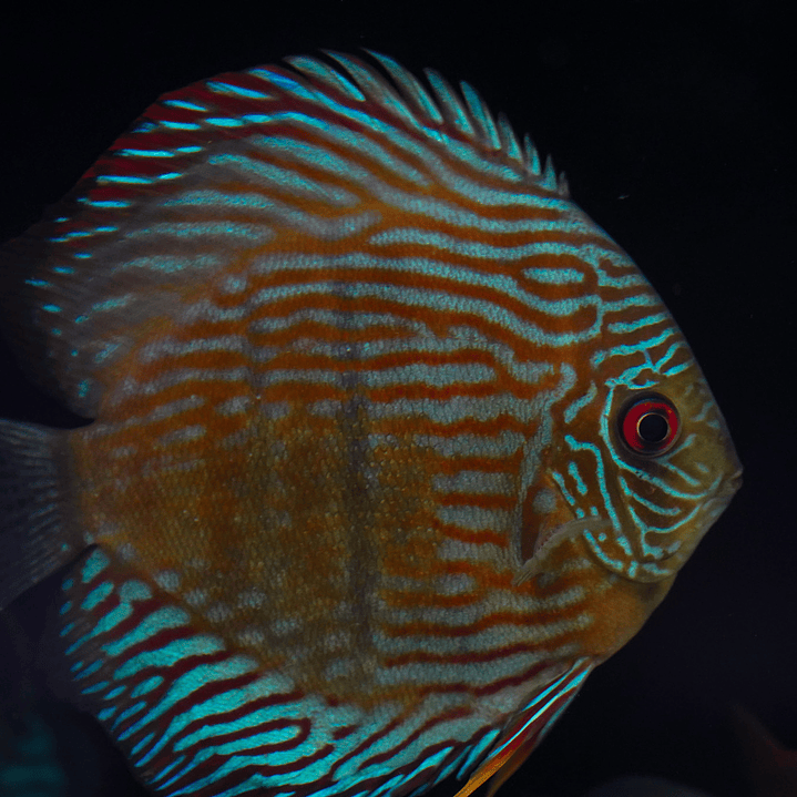 Royal Golden Special 8