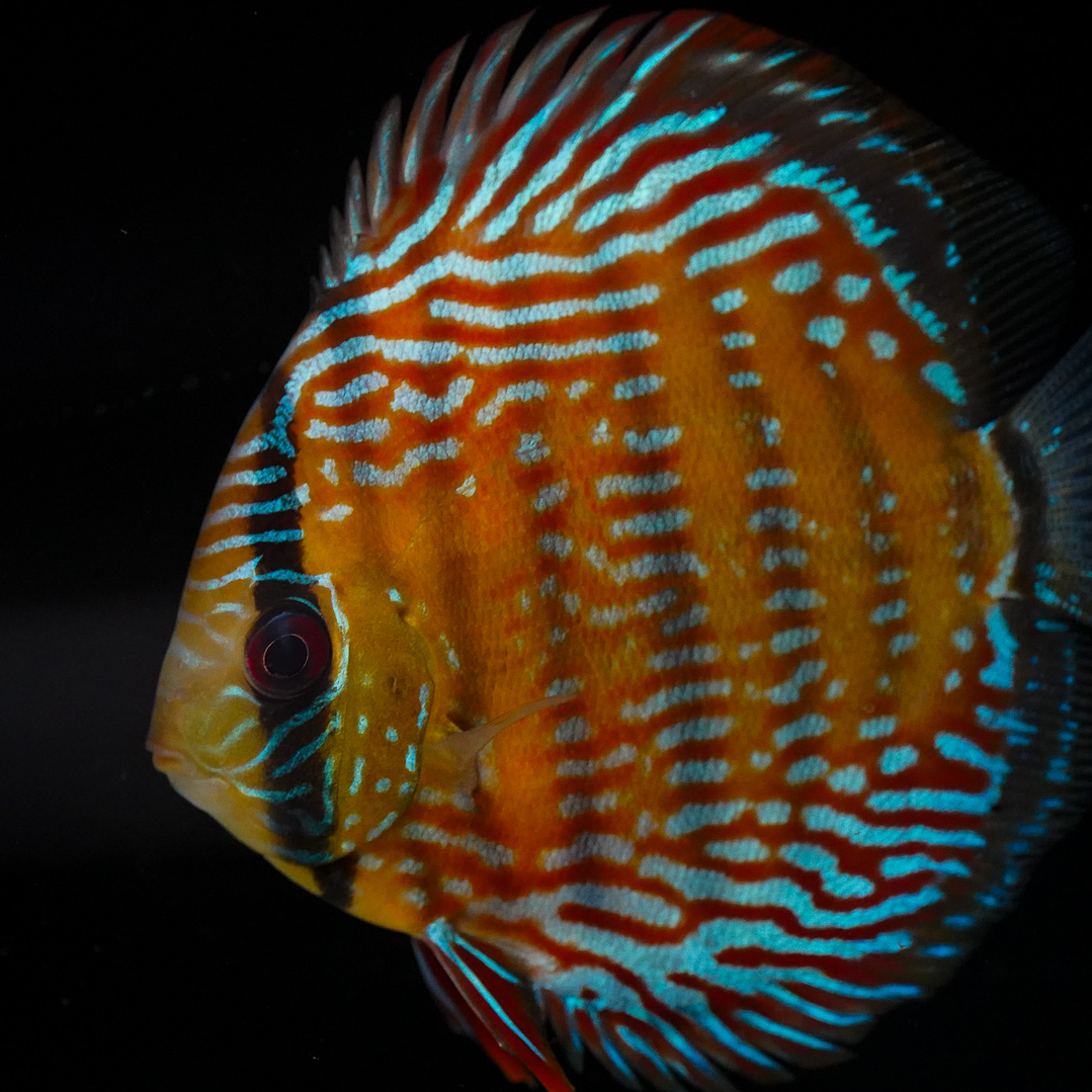 Semi Royal Barra Mansa 1