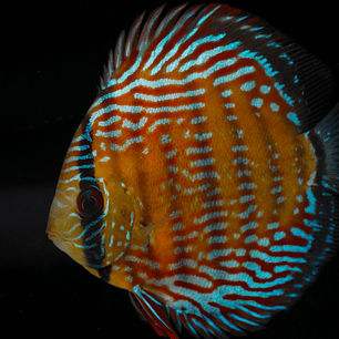 Semi Royal Barra Mansa