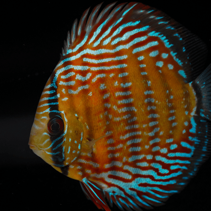 Semi Royal Barra Mansa 1