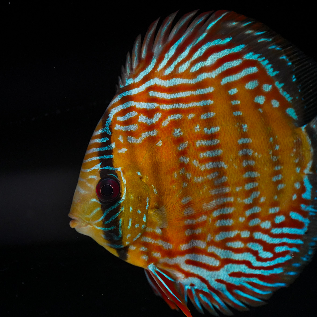 Semi Royal Barra Mansa 2