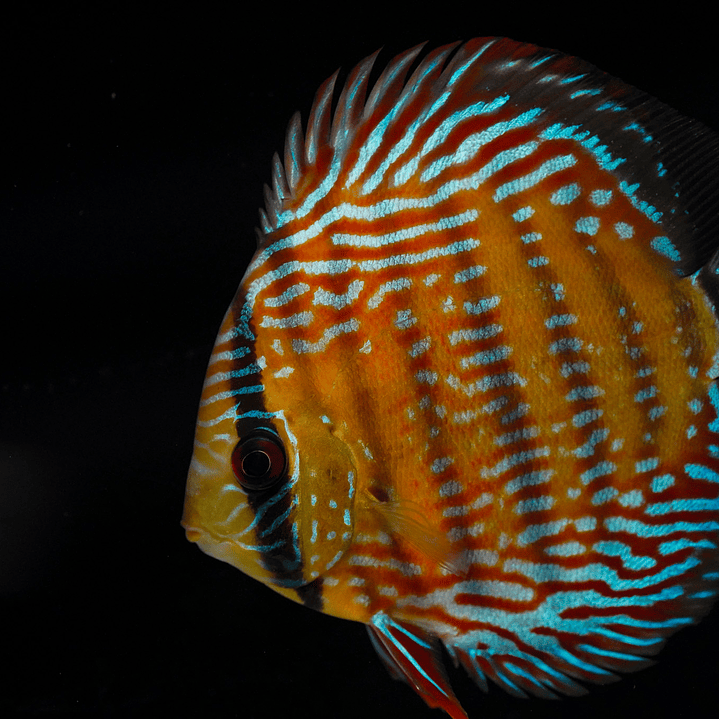 Semi Royal Barra Mansa 5