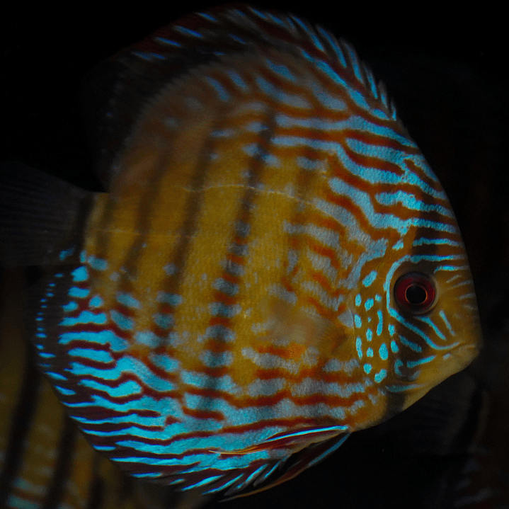 Semi Royal Inanú  6