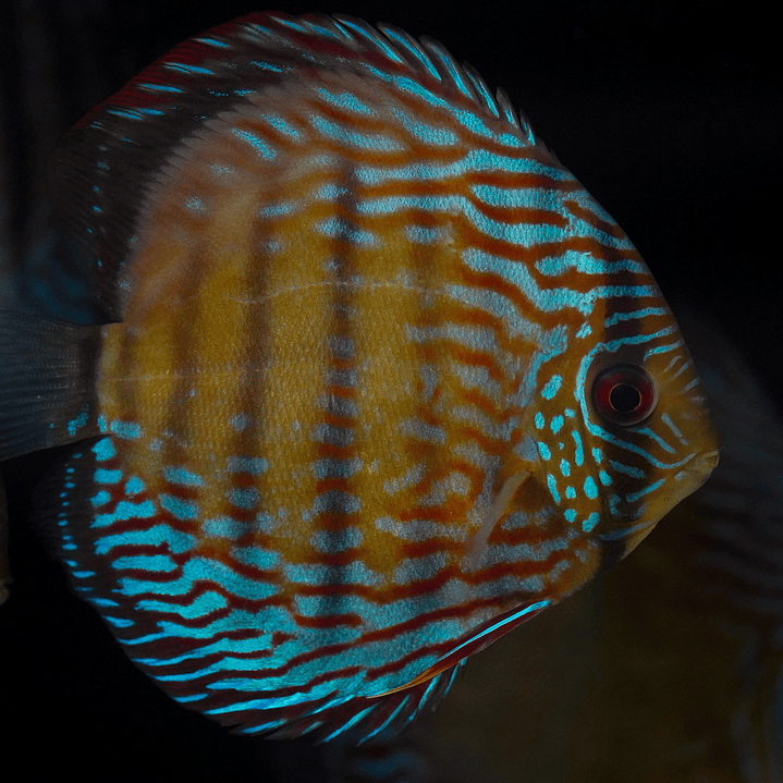 Semi Royal Inanú  14