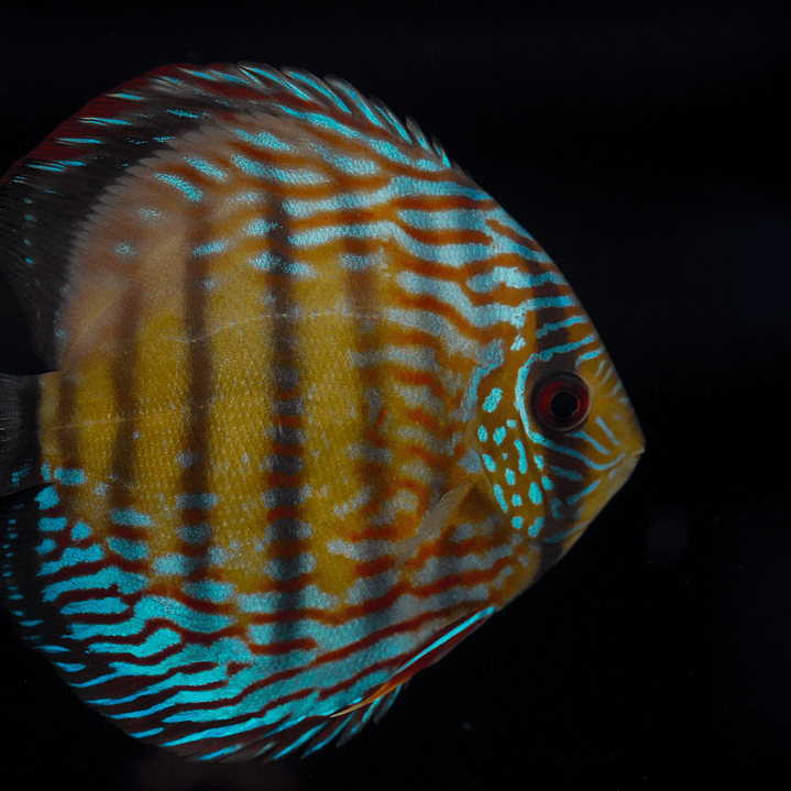 Semi Royal Inanú  11