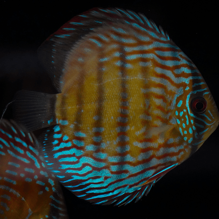 Semi Royal Inanú  15