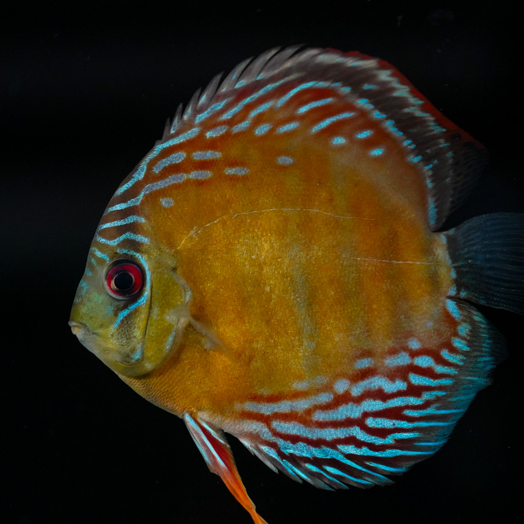 Semi Royal Inanú  1