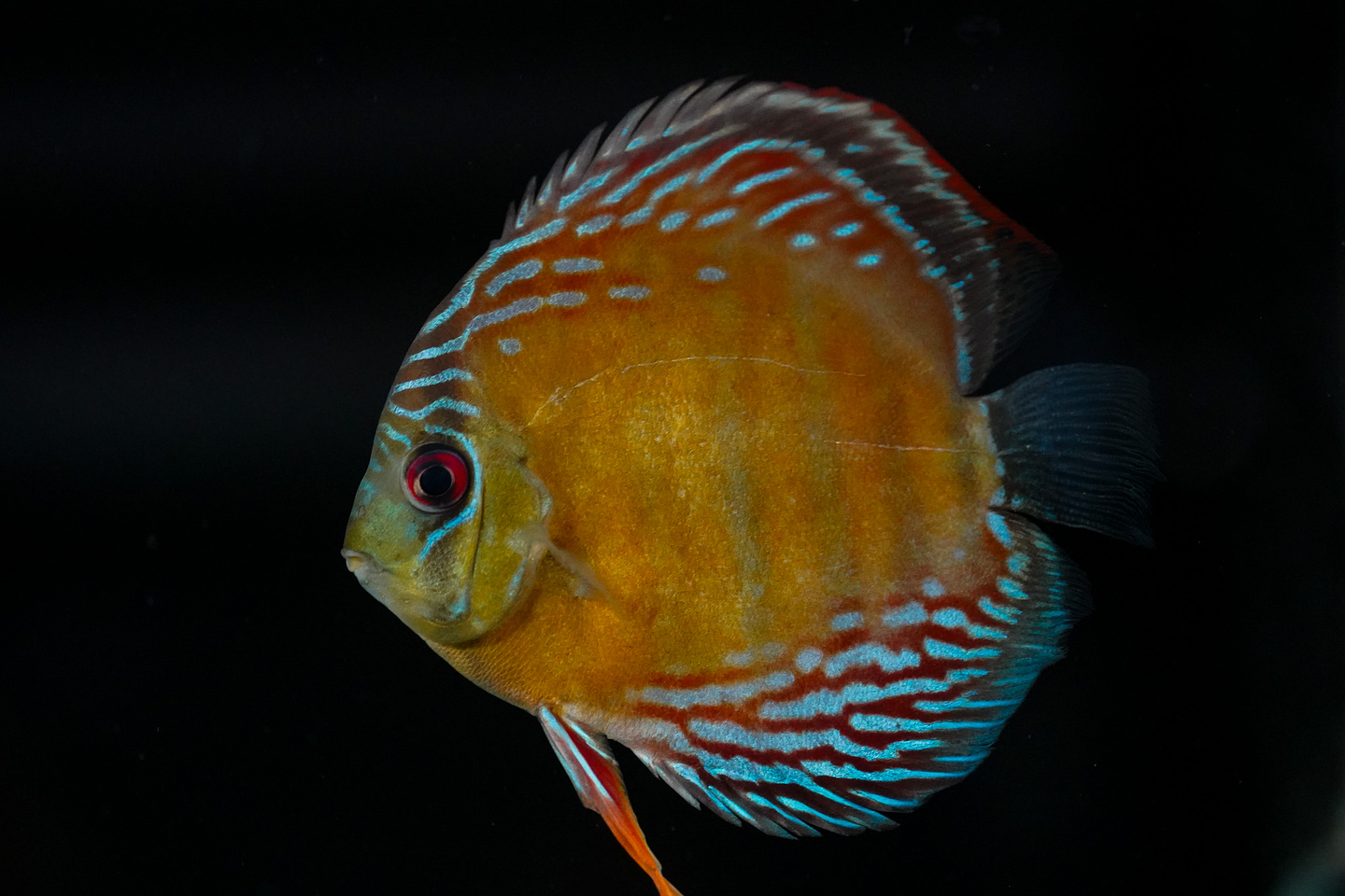 Semi Royal Inanú  1