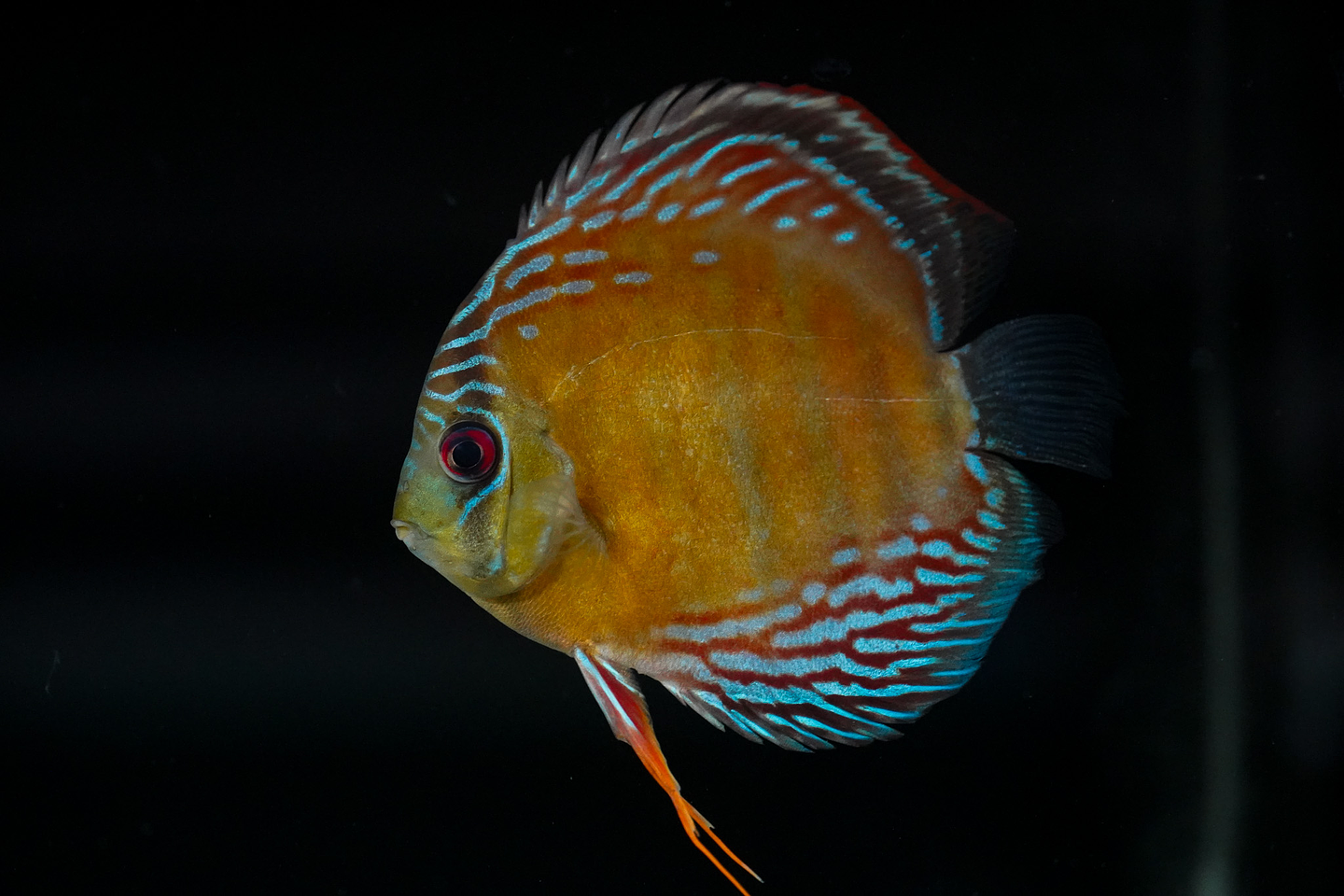 Semi Royal Inanú  3