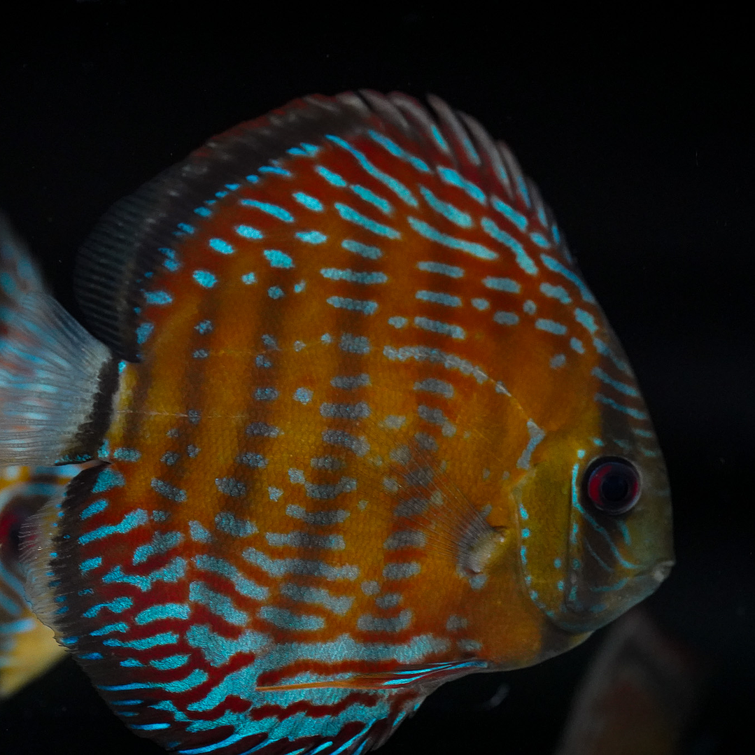  Golden Semi Royal  2