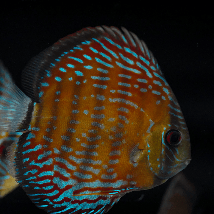  Golden Semi Royal  2