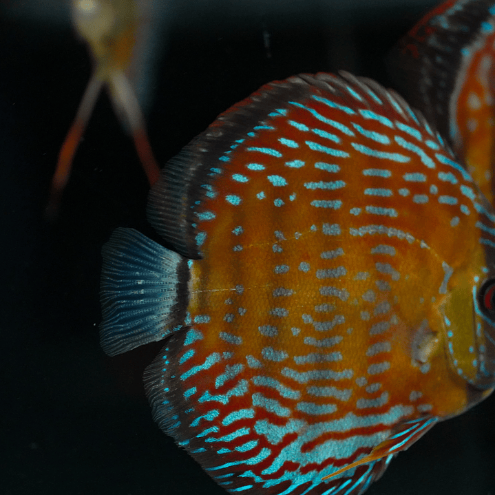  Golden Semi Royal  4