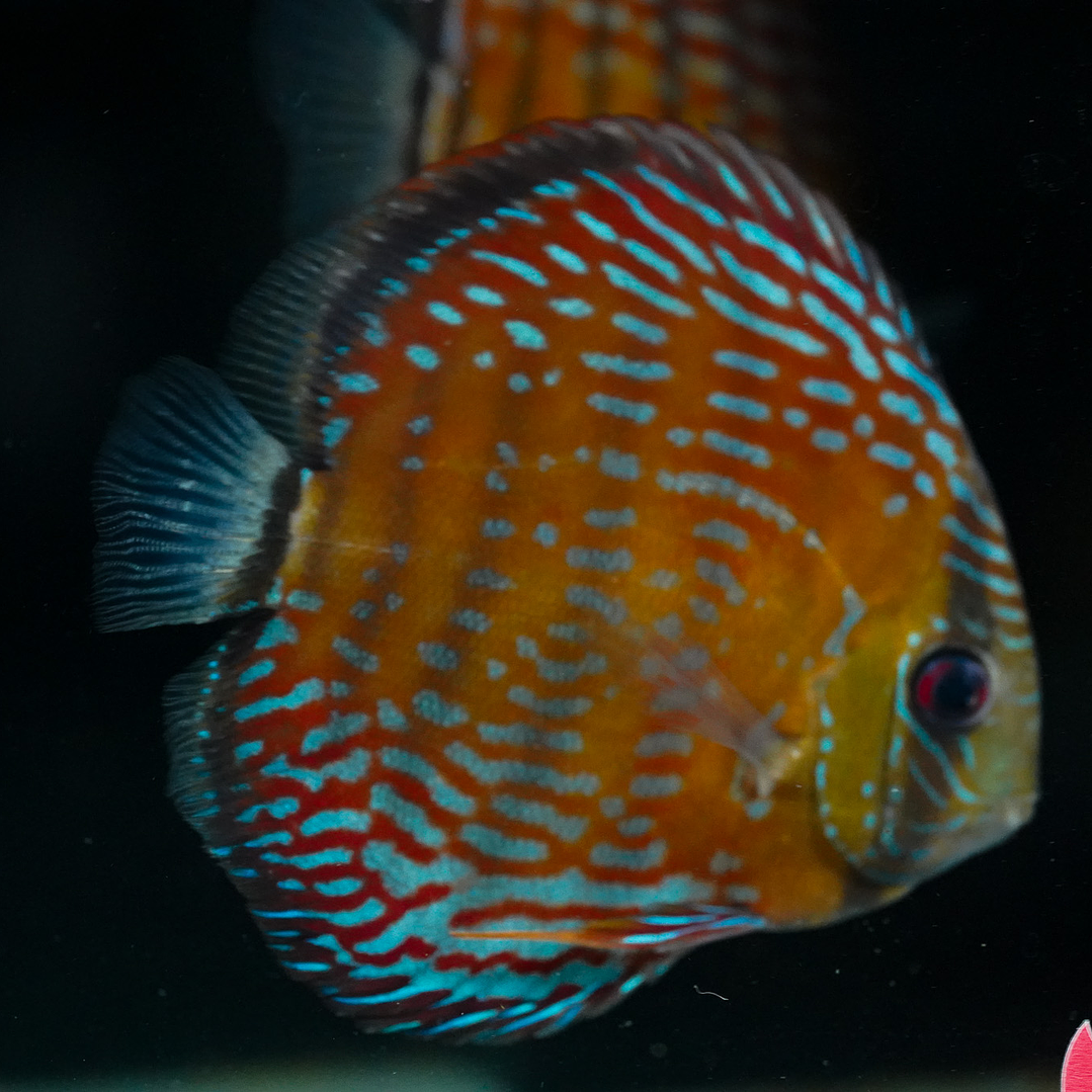  Golden Semi Royal  5