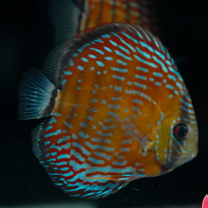  Golden Semi Royal  5