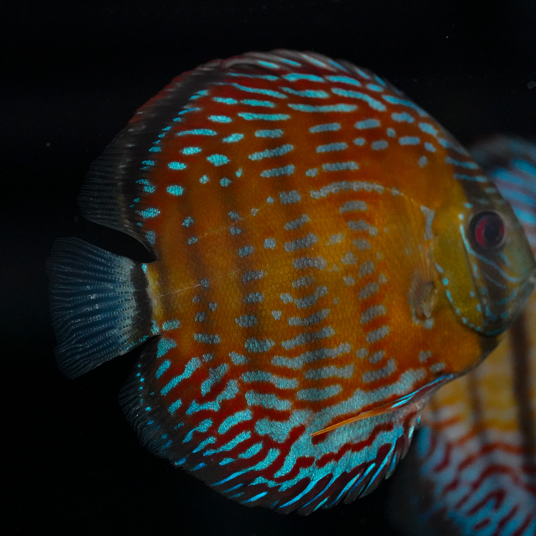  Golden Semi Royal  6