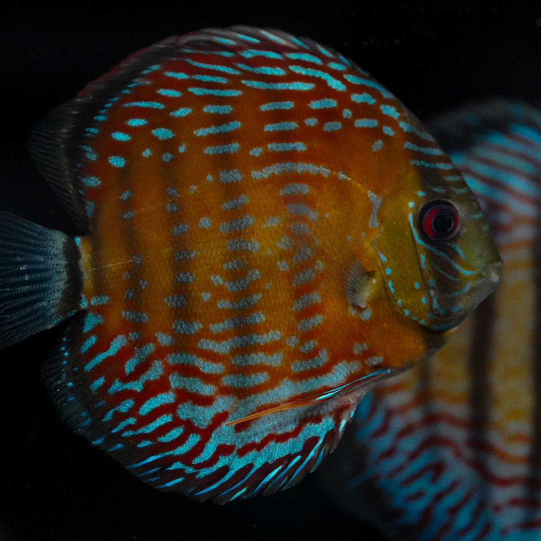  Golden Semi Royal  3