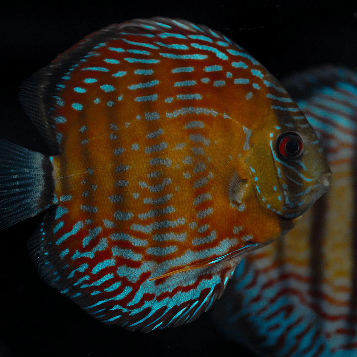  Golden Semi Royal  3