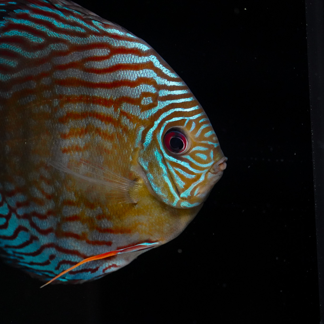 Semi Royal Inanú  3