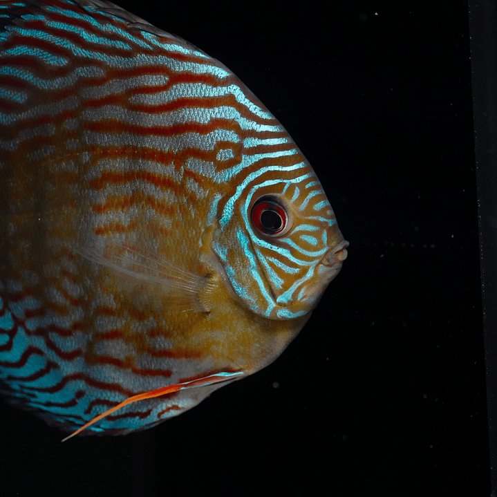 Semi Royal Inanú  3