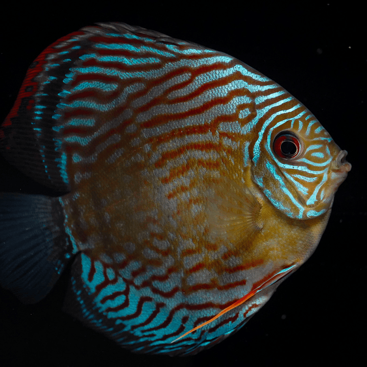 Semi Royal Inanú  5